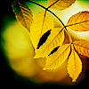 Листья, листва