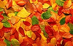 Листья, листва