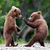 Медведи и медвежата