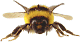 Пчела, пчелы