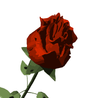 Распускается бордовая роза картинка смайлик