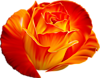 Красно-оранжевая роза картинка смайлик