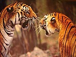 Тигр, тигренок, тигрица