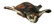 Черепаха, черепахи