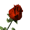 Цветы Красная роза раскрылась смайлики, картинки, фото, рисунки, gif анимации, аватары