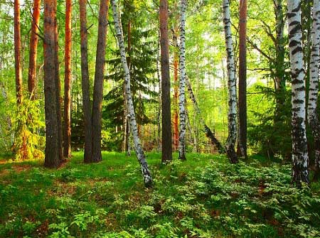 Международный день леса