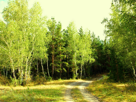 День работников леса в России