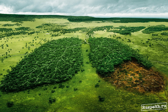 Всероссийский день посадки леса. Легкие нашей планеты