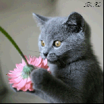 Киса играет с цветком