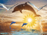 На фоне заходящего солнца резвятся дельфины