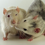 Мышки и мышата