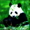 Панда в зеленой траве