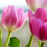 Розовые тюльпаны тянутся к солнцу