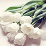 Белые тюльпаны свежесорванные