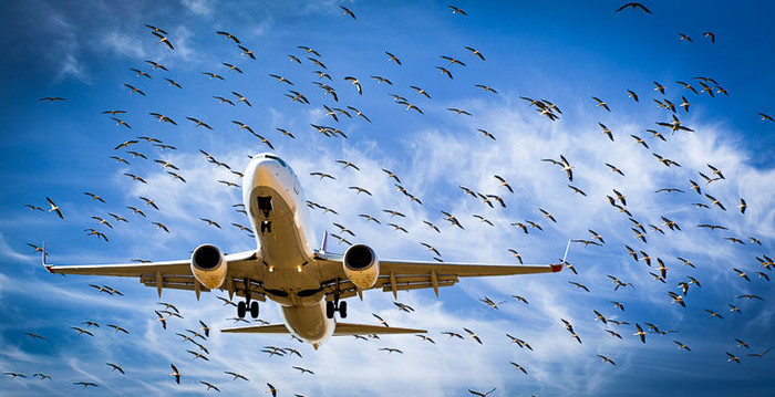 Самолет среди птиц