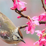 Птичка на цветущей ветке