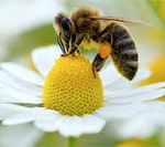 Пчела, пчелы