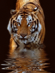Тигр, тигренок, тигрица