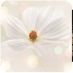 Нежный белый цветок в бликах