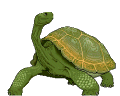 Зеленая черепаха