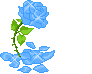 Блики опадающей голубой розы