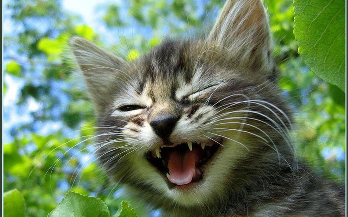 Международный день улыбки. Смеющийся котенок