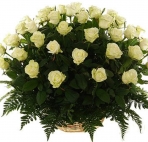 Белые розы с зеленью